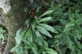 A medium size grown Bird's nest fern plant and small plants growing on a Jack fruit tree trunk Royalty Free Stock Photo