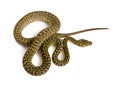 High angle view of Morelia spilota variegata