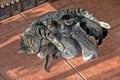 High angle view of a mother cat lying on the floor and feeding kittens under the lights