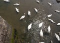 High Angle View of Mute Swans in Shallow Tidal Water Royalty Free Stock Photo