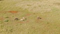 High angle view of nyala antelope (Tragelaphus angasii) herdin a field