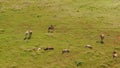 High angle view of nyala antelope (Tragelaphus angasii) herdin a field