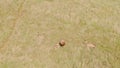 High angle view of nyala antelope (Tragelaphus angasii) herdin a yellowed field