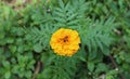 High angle view of an orange marigold flower with a nectar searching black ant Royalty Free Stock Photo