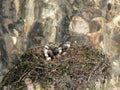 High angle view of osprey chicks at artist point in yellowstone Royalty Free Stock Photo