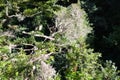 High angle close up over beautiful wild nature of Levadas, Madieira, Portugal