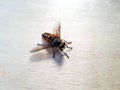 High angle view of pale giant horse fly on wood