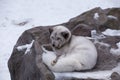 High angle view of pale silver fox with black and white claws curling up on large rock for a nap in winter