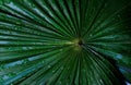 High angle view of a palm leaf with waterdrops.