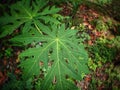 pappaya leaves Royalty Free Stock Photo