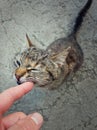 High angle view of playful cute cat biting his master finger while playing outdoors. Stray kitten full length portrait, sneaky Royalty Free Stock Photo