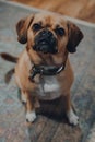 Portrait of a puggle sitting on a floor at home, looking up