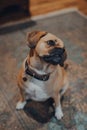 Portrait of a puggle sitting on the floor listening to the owner, head tilt