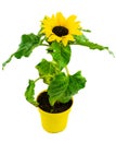 High angle view of potted blooming sunflower