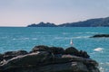 High angle view of the promontory of Portofino on a sunny day. On the foreground there is a seagull on a rock looking at the promo Royalty Free Stock Photo