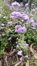 High angle view of purple flower