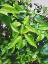 High angle view of raindrops on leaves of lemon tree. Royalty Free Stock Photo