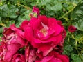 High angle view of raindrops on red rose flowers, Water drops on red rose - Stock Photo Royalty Free Stock Photo