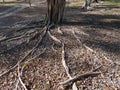 High angle view of roots of trees