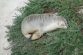 High-angle view of a Sea lion peacefully sleeping on a patch of grass Royalty Free Stock Photo