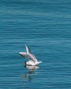 High angle view of seagull landing in water Royalty Free Stock Photo