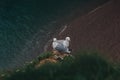 high angle view of seagulls couple perching on cliff over sea,