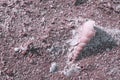 High angle view shell on sand beach background