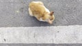 High Angle View of a Small Ginger and White Cat Sitting on Asphalt Road Near White Line Royalty Free Stock Photo