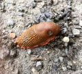 High angle view of a spanish slug Arion vulgaris Royalty Free Stock Photo