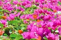 High Angle View Spread Of Pink, Orange, And White Flowers Blooming On Bougainvillea Ornamental Plants Above Foliage Royalty Free Stock Photo