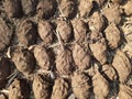 High Angle View of Sun-Drying Cow Dung Cakes Royalty Free Stock Photo