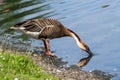 High-angle view of a Swan Goose drinking water by the coast Royalty Free Stock Photo