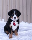 High angle view of three-month old Bernese Mountain Dog with plaid tie and shy expression