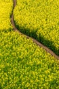 High angle view of a trail through mustard flowers fields Royalty Free Stock Photo