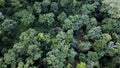 High angle view of tree in forest at  thailand.Aerial drone shoot background Royalty Free Stock Photo