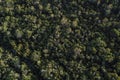 High angle view of trees in forest Royalty Free Stock Photo