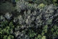High angle view of trees in forest Royalty Free Stock Photo