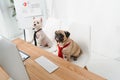 Business dogs in neckties Royalty Free Stock Photo