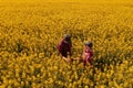 High angle view of two farm workers examining crops in blooming rapeseed field on bright sunny spring day Royalty Free Stock Photo