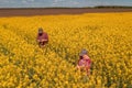 High angle view of two farm workers examining crops in blooming rapeseed field on bright sunny spring day Royalty Free Stock Photo