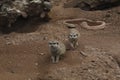 High angle shot of two opossums in a dry zoo habitat Royalty Free Stock Photo