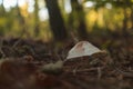 High angle view of an unedible mushroom Royalty Free Stock Photo