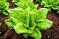 high-angle view of verdant leafy lettuce near wilted lettuce