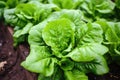 high-angle view of verdant leafy lettuce near wilted lettuce
