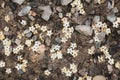 High angle view of white flowers surrounded by dirty rocks under the sunlight