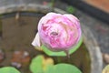 High angle view of a wilting pink Lotus flower on small pond in the home garden Royalty Free Stock Photo