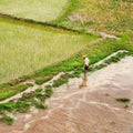 High angle view on a worker in a green rice field, Hainan, China