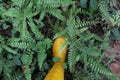 High angle view of a yellow gum boot on the grass area filled with ground ferns and wild vines Royalty Free Stock Photo