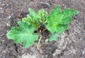 High angle view of a young plant of Gunnera manicata