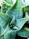 High angle view of a zebra aloe plant with spiny leaves Royalty Free Stock Photo